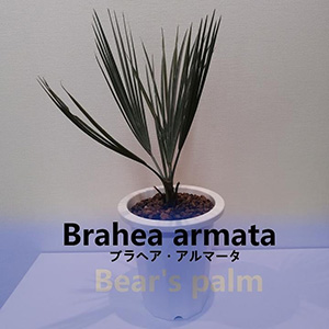 ֥إޡ Brahea armata
